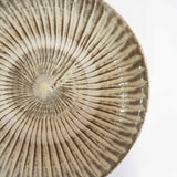 坂本工窯 8寸皿(刷毛目 白 創)